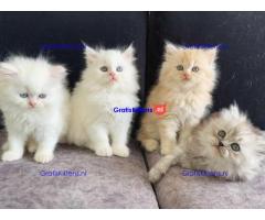 Gccf Geregistreerde Stamboom Ragdoll Kittens Te Koop