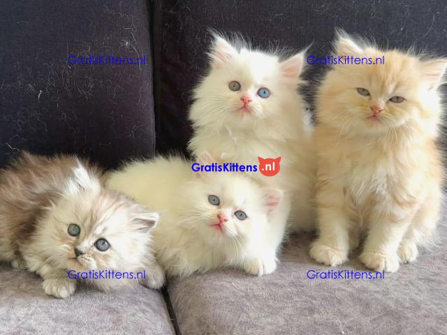 Gccf Geregistreerde Stamboom Ragdoll Kittens Te Koop