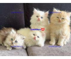 Gccf Geregistreerde Stamboom Ragdoll Kittens Te Koop