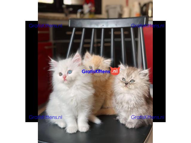 Gccf Geregistreerde Stamboom Ragdoll Kittens Te Koop