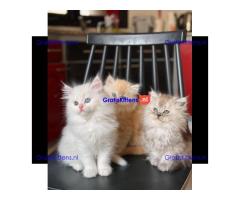 Gccf Geregistreerde Stamboom Ragdoll Kittens Te Koop