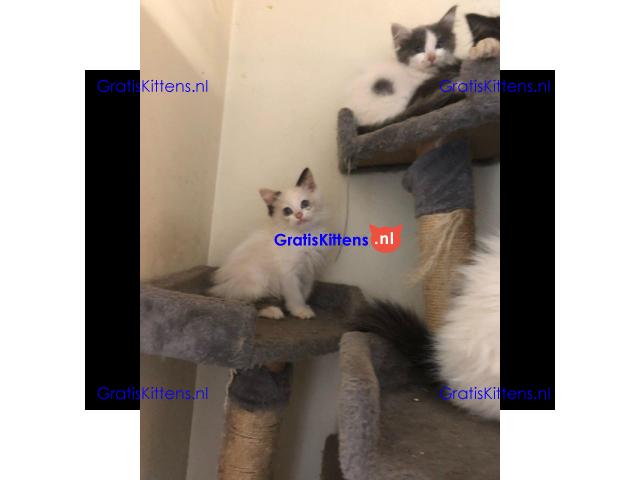 Speelse ragamuffin kittens