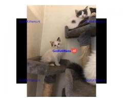 Speelse ragamuffin kittens