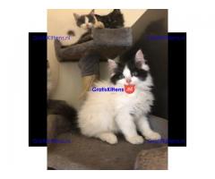 Speelse ragamuffin kittens