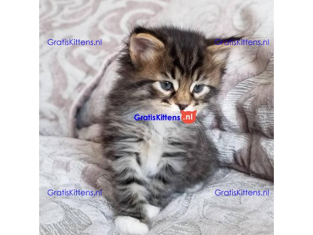 Mooie American Shorthair-kittens nu klaar