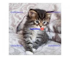 Mooie American Shorthair-kittens nu klaar