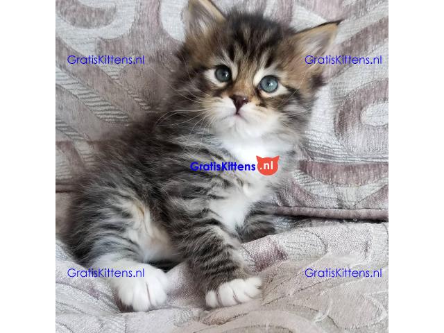 Mooie American Shorthair-kittens nu klaar