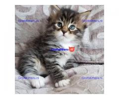 Mooie American Shorthair-kittens nu klaar
