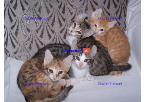 Super stamboom geregistreerde Amerikaanse krulkittens