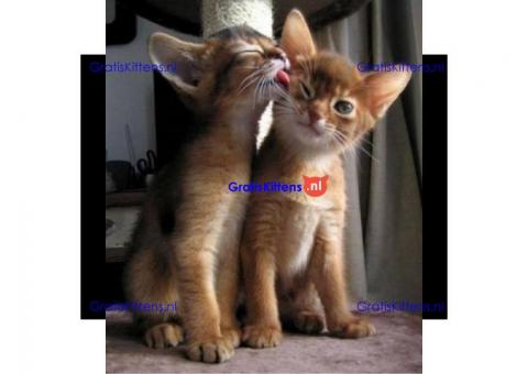Prachtige baby abyssinian kittens.