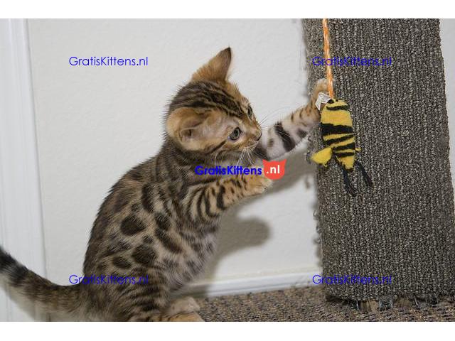 Marble Bengalen jongen en meisje