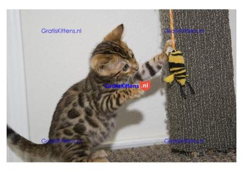 Marble Bengalen jongen en meisje