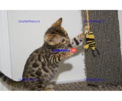 Marble Bengalen jongen en meisje