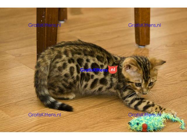Marble Bengalen jongen en meisje