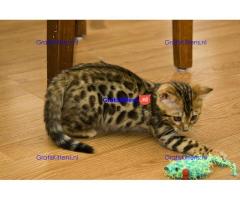 Marble Bengalen jongen en meisje