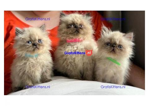 Mooi nest van Perzische baby's