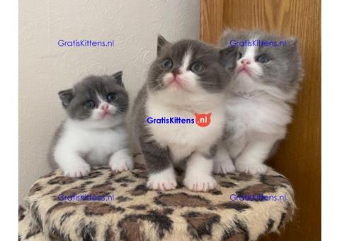 Mooie Britse korthaar Blue Kittens