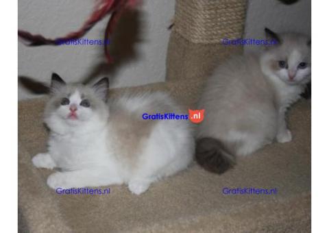 Mooie Ragdoll Kittens