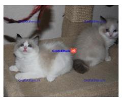 Mooie Ragdoll Kittens
