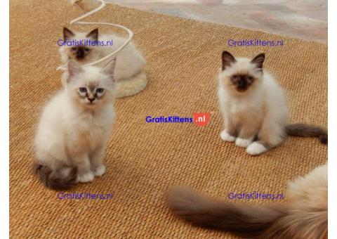 birman kittens beschikbaar