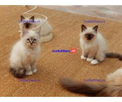 birman kittens beschikbaar