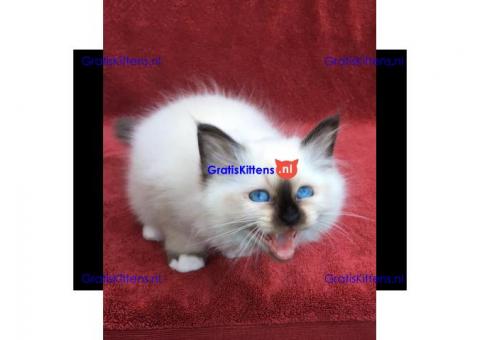 birman kittens beschikbaar