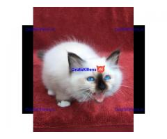 birman kittens beschikbaar