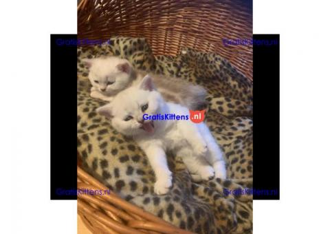 Amerikaanse korthaar kittens