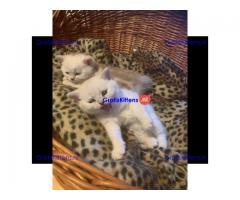 Amerikaanse korthaar kittens