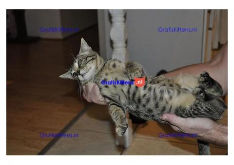 Aziatische-luipaard-kittens