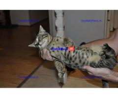Aziatische-luipaard-kittens