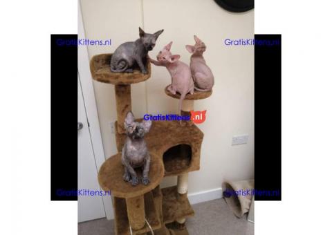 sphynx-kittens