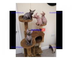 sphynx-kittens
