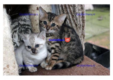 Rasechte Mannelijke en Vrouwelijke Bengalen kittens