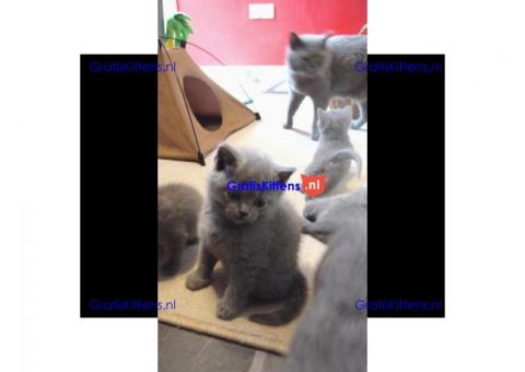Schattige kleine grijze Britse korthaar kittens