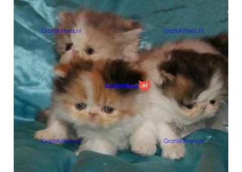 Perzische kittens
