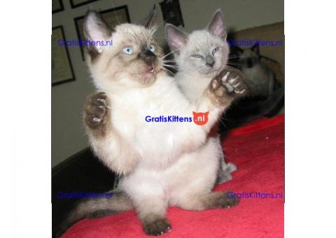 2 mannelijke en vrouwelijke Siamese kittens voor adoptie