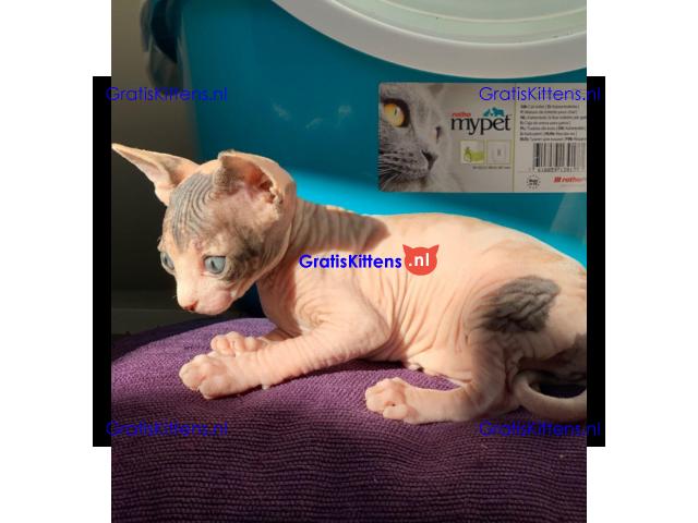 sphynx kittens te koop