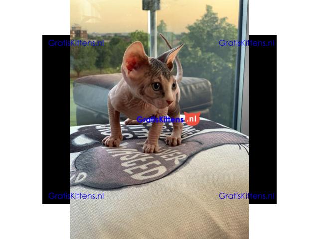 sphynx kittens te koop