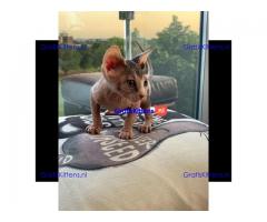 sphynx kittens te koop