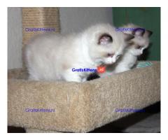 Ragdoll-kittens (wsp of viber +43 670 3080222)