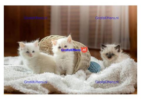 White Male and Female Playful Ragdoll Kittens