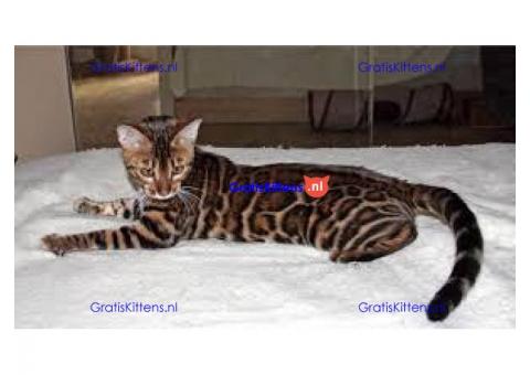 Male and Female Lovely Bengal Kittens