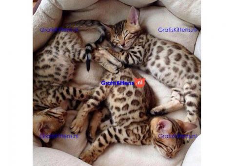 Bengal kittens For Rehoming