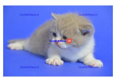 schattige britse korthaar kittens ter adoptie