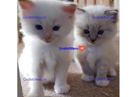 Thuis opgegroeide Ragdoll-kittens