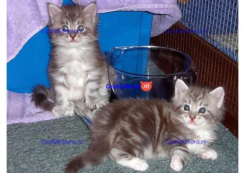 Maine Coon-kittens