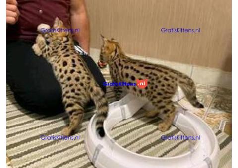 serval en F1 Savannah kittens te koop