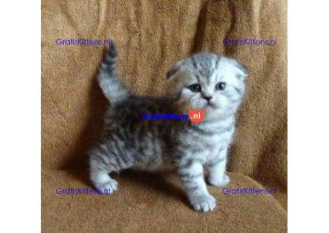 Munchkin-kittens te koop