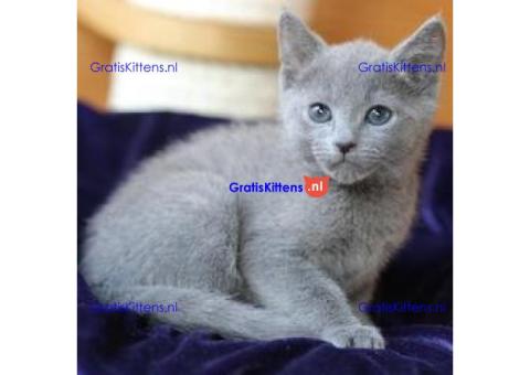 Blauwe Russische kittens te koop